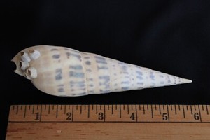 LARGE 6" SEASHELL MARLINSPIKE AUGER (OXYMERIS MACULATA) SEA SHELL - 152mm