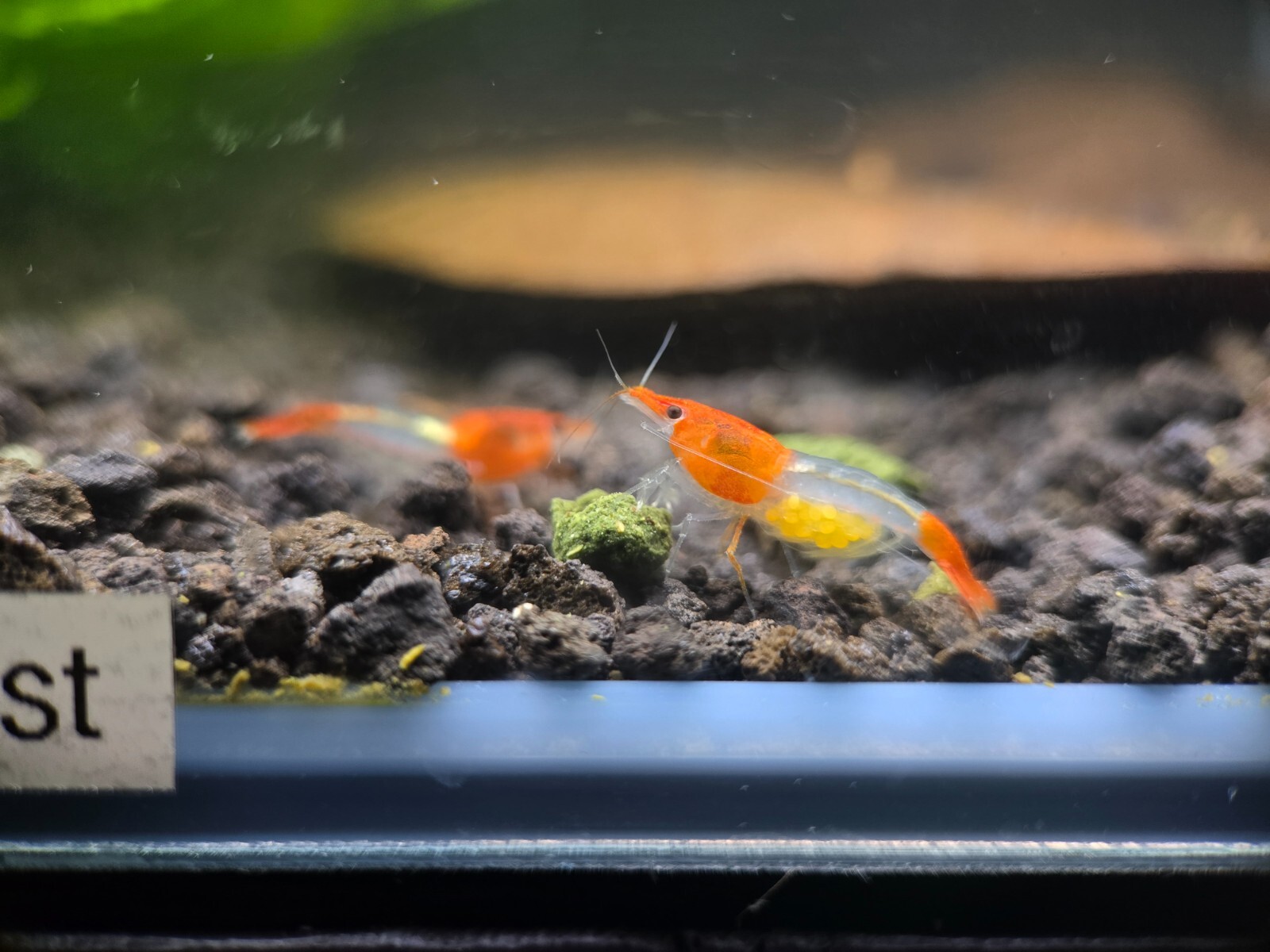 Orange Rili Sunkist 10+2 Pack - HIGH Grade - Neocaridina Shrimp