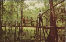 Cypress Knee Museum Palmdale Florida catwalk Tom Gaskins people postcard C105