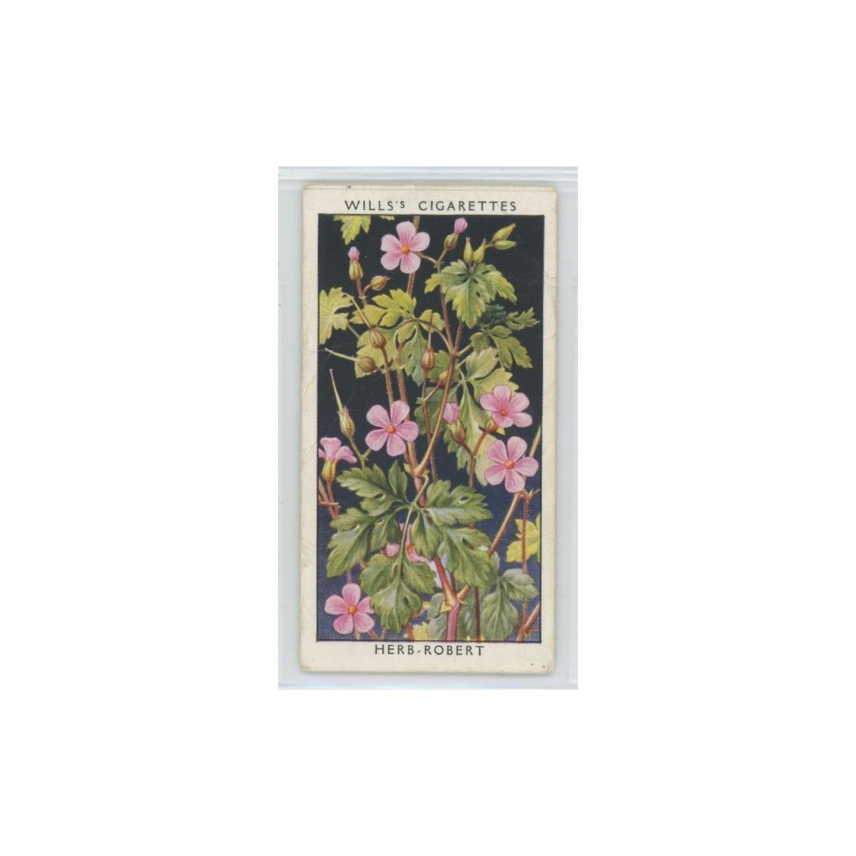 1936 Wills' Cigarettes Wild Flowers Herb Robert #15
