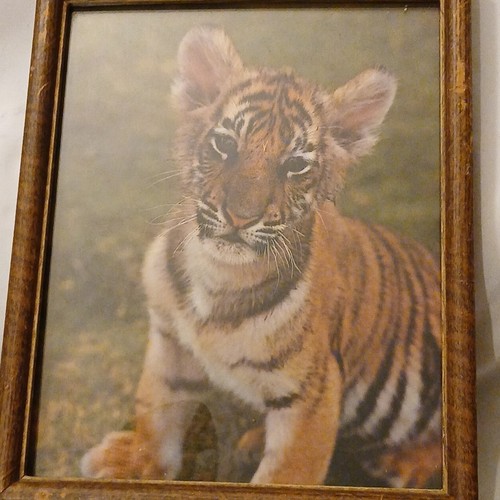 Vintage "John Wagner" Coll.1981 Tiger Cub gerahmter Druck