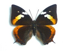 Butterflies for collectors | Butterfly taxidermy