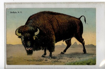 (KJg8277-477) PP,BISON BUFFALO'S,BUFFALO NEW YORK
