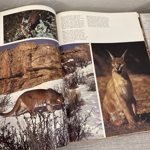 The love of Big Cats - Picture 9 of 14