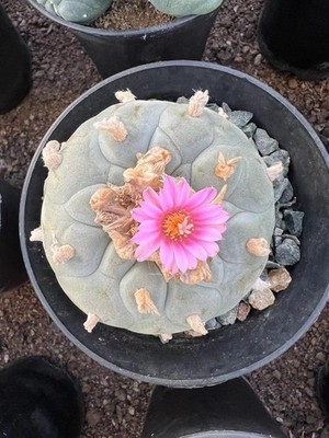 LW LF Multi Heads Succulent Plant  home Garden beautiful Premium maternal level#