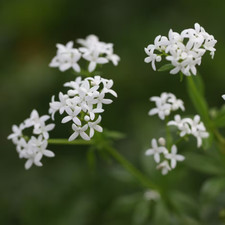 Galium Odoratum - Sweet Woodruff-15 seeds/HP