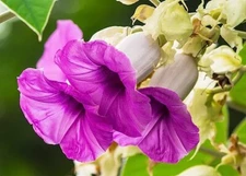 Elephant Creeper Vine Seeds for Planting (100 Seeds)