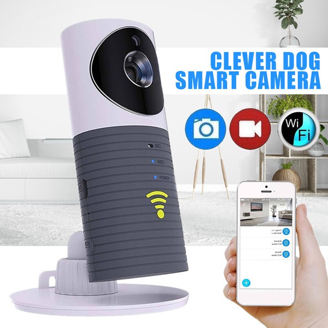 mini aquatic turtles