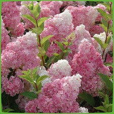Rispenhortensie Hydrangea paniculata viele So...