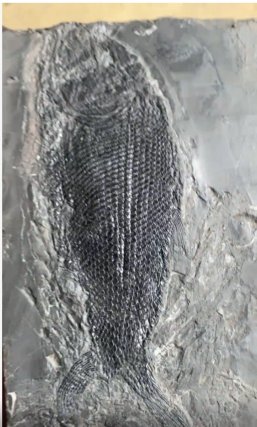 Natural Lepidotes fossil--fish body 15cm - Image 2 of 4
