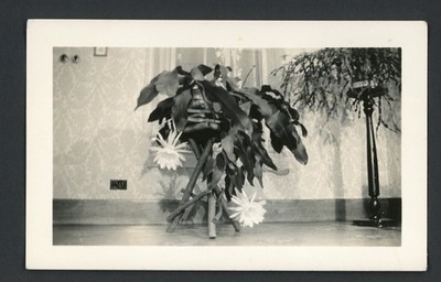 Night-Blooming Cereus Cactus Plant Flower in Living Room Snapshot Photo 1930s