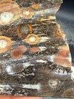 Orbicular Galaxy Rhyolite. Colorful. Nice! — photo 9