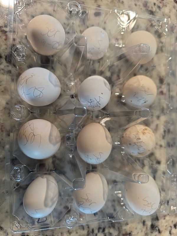 12+2 Serama Hatching Eggs From Grand Champion Bloodlines!!