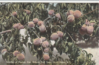 Postcard Branches of Peaches from Ontario Fruit Farm, Olcott Beach, New York