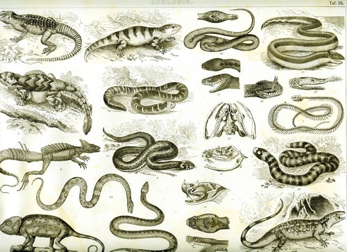 1875 = RETTILI = SERPENTI = CAMALEONTE = Antica Stampa = Old ENGRAVING