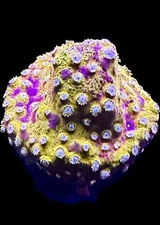 Live Coral Cyphastrea Copperhead