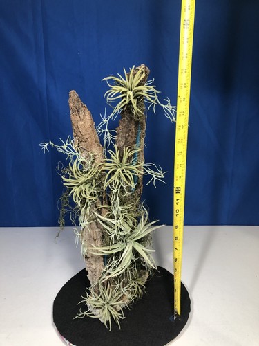 Artificial Succulent Air Plant Home Office Mounted on Real Wood Bark and Stone - Picture 22 of 22