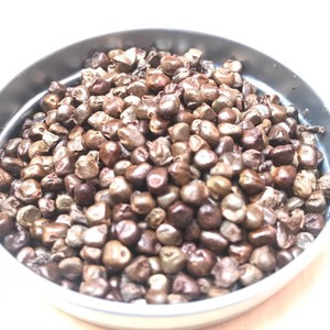 Image result for Aframomum Melegueta