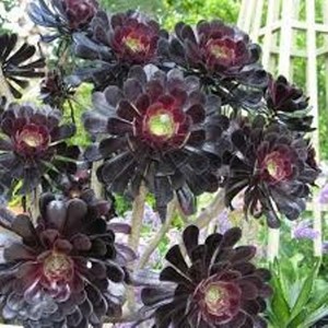 6-cuttings-Aeonium-Arboreum-red-green-Cactus-Succulents-plant-Rose-cactus