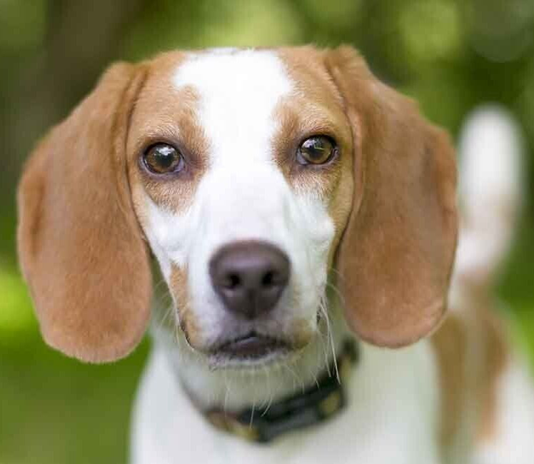 Foxhound Mix American Foxhounds For Sale Foxhound Greyhound Beagle