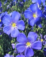 BEAUTIFUL Blue Flax Seeds 100 SEEDS  --BUY 4 ITEMS FREE SHIPPING