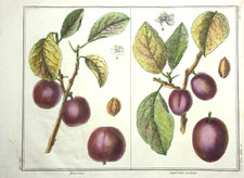 Plums, Monsieur, old col. Copperplate engraving from Rozier "Cours d'agriculture" 1789