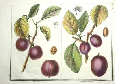 Pflaumen, Monsieur, altkol. Kupferstich aus Rozier ''Cours d'agriculture'' 1789