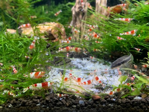 Nano Starter Package for Shrimp tanks - Freshwater Shrimp Snails Betta Fish Crab - Picture 2 of 10