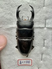 Insectos, Lucanidae: dorcus ritsemae volscens 58+mm A1 Borneo salvaje