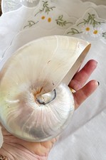 Coquillage Nautilus Nautile 