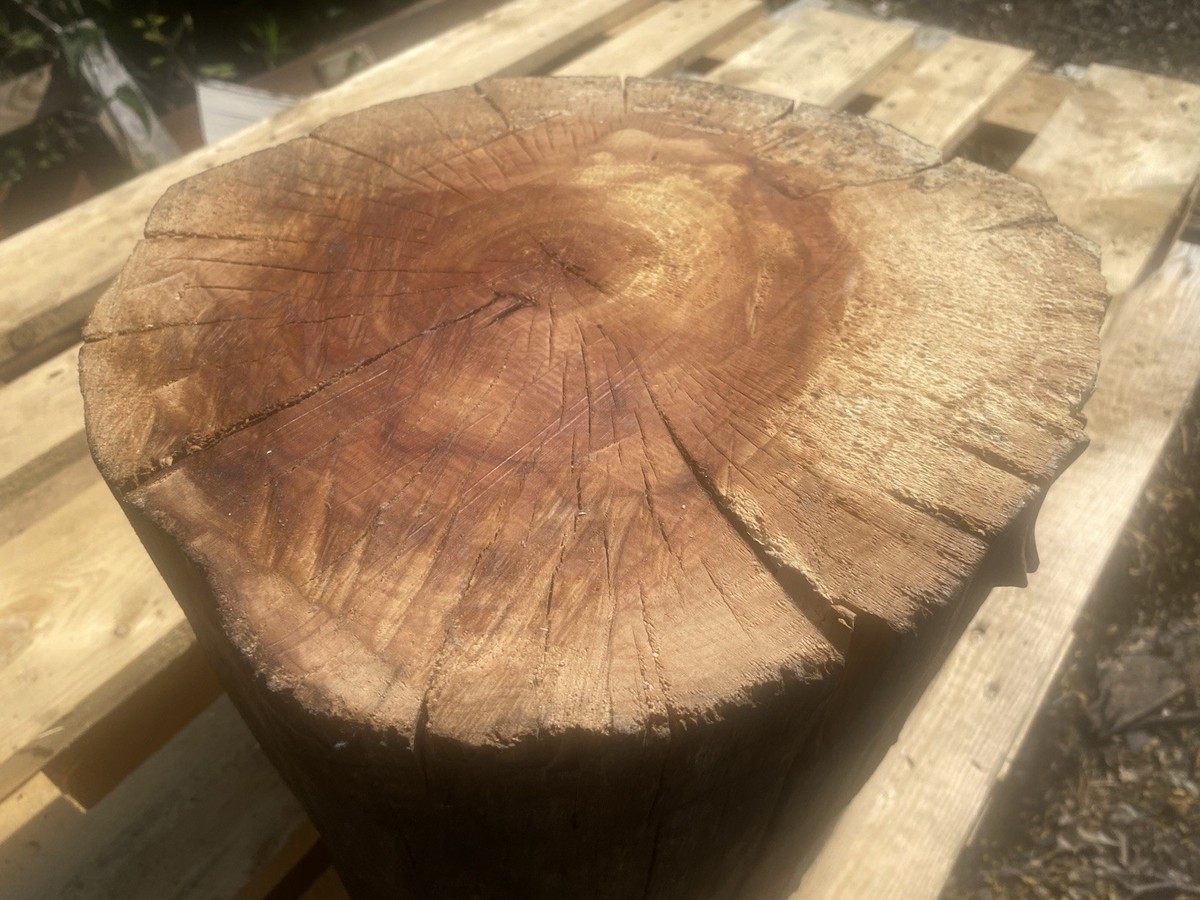 Log,decorative Log,interesting Timber,Apple Wood Log UK