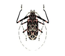 Acrocinus longimanus female ONE REAL HARLEQUIN BEETLE UNMOUNTED PACKAGED