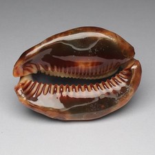 Mauritia mauritiana 72.5mm shells seashells sea shells 26078B2