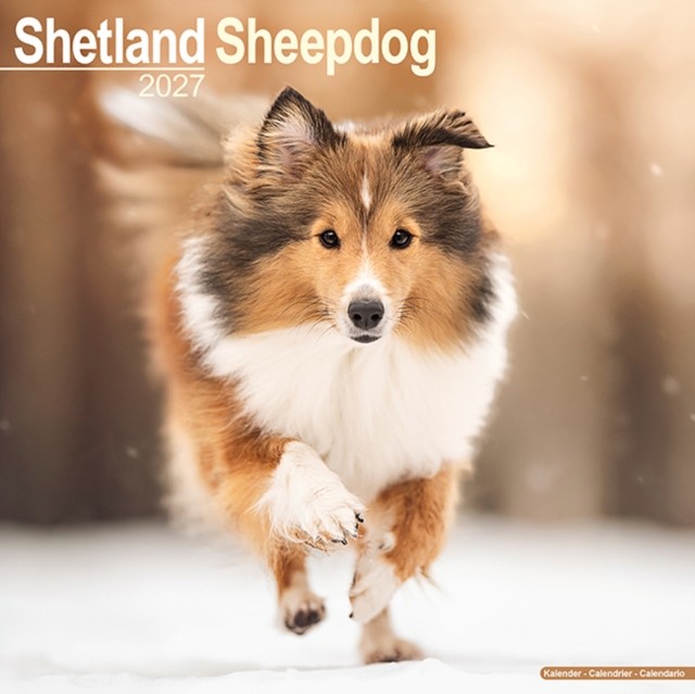Shetland Sheepdog - Image 2