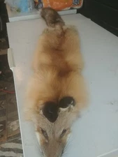 Red Fox Pelt