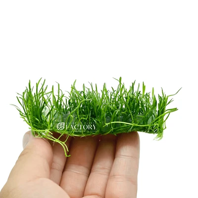 Micro Sword Tissue Culture Vitro Foreground Carpet APF Aquarium Plants Factory