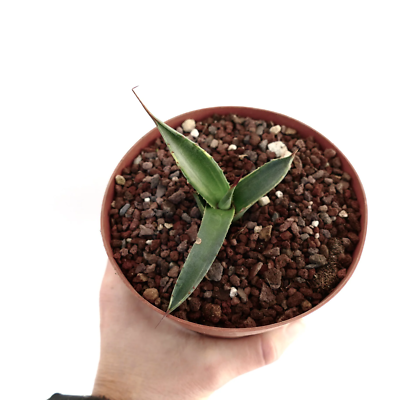 bogenhanf zeylanica Sansevieria zeylanica – Zeylansk ormväxt - 70-120 cm - Ø17 cm main image 1