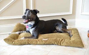 Armarkat-Soft-Velvet-Cat-Dog-Pet-Bed-Mat-Washable-Sage-Green-MEDIUM