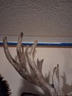 Whitetail Deer Head Shoulder Mount Taxidermy Hunt 24 point Buck mounted RARE — photo 6