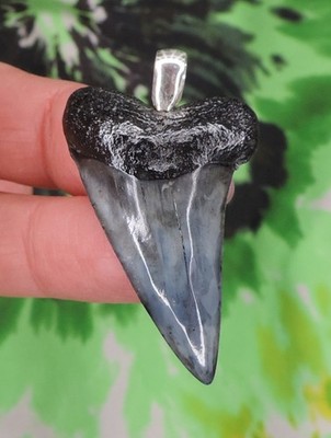 Mako Sharks Tooth Pendant VERY NICE NO RESTORATIONS fossil sharks teeth