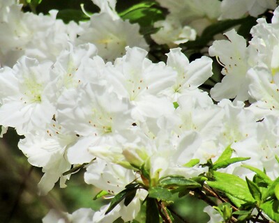 Digital Image Picture Photo Wallpaper Background White Azalea Flowers