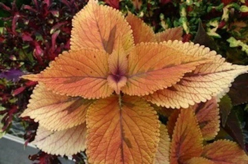 Coleus ‘Ochre Dokey’ | Rare Collector Cultivar | Warm Ochre Foliage | Rooted 4.5