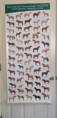 Vintage Intervet Horses of the World Poster Original 5x2 Foot Veterinary Promo