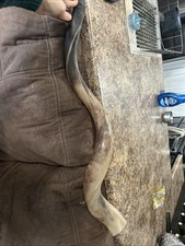 Kudu Yemenite Horn Shofar Size 30  -31" 76cm Sound Kosher All Polished