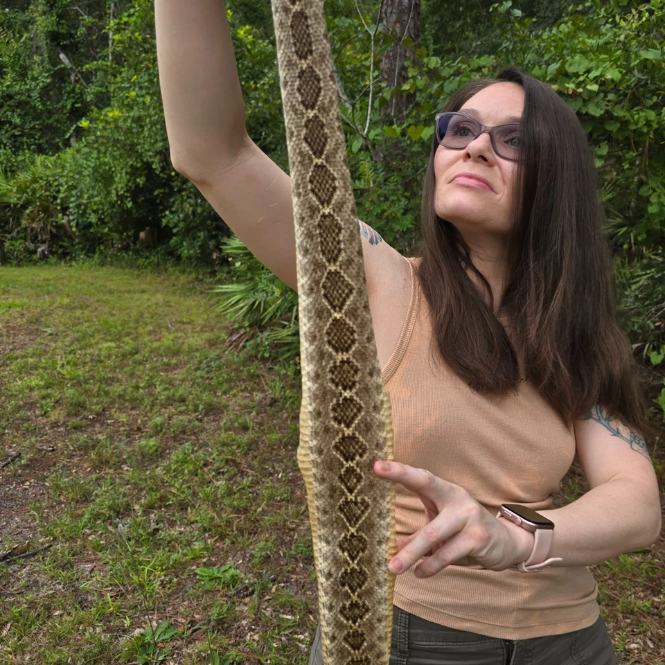 Rattlesnake skin hide pelt Leather Hide Western Diamond Back Costume Crafts - Image 2 of 4