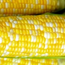 Peaches & Cream Corn Seeds  | Hybrid Corn Seeds