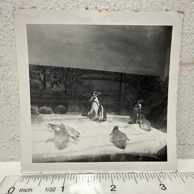 Vintage Snapshot Photo Penguin Zoo Exhibit Cute Animals Birds Rare