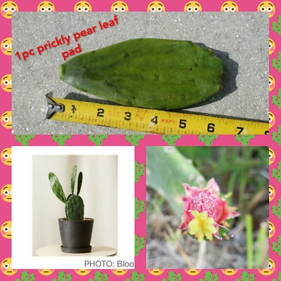 Prickly Pear Cactus/Tiger Tongue Spineless - Opuntia cacanapa 1pc leaf pad  4"-6" | eBay