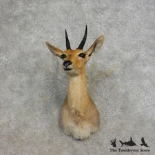 #17266 E | Southern Mountain Reedbuck Taxidermy Shoulder Mount For Sale