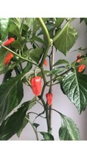 Dorset Naga Chilli. Naga Moris. Super Hot Chilli. 20 Seeds.